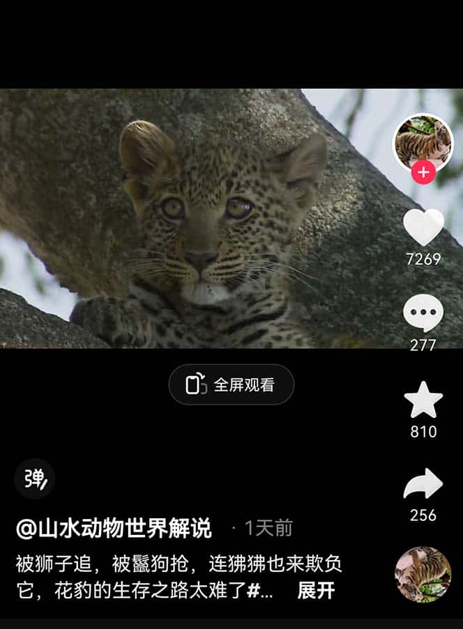 （6312期）外面卖1699的国外纪录片解说（动物解说、美食、动画片）稳过中视频