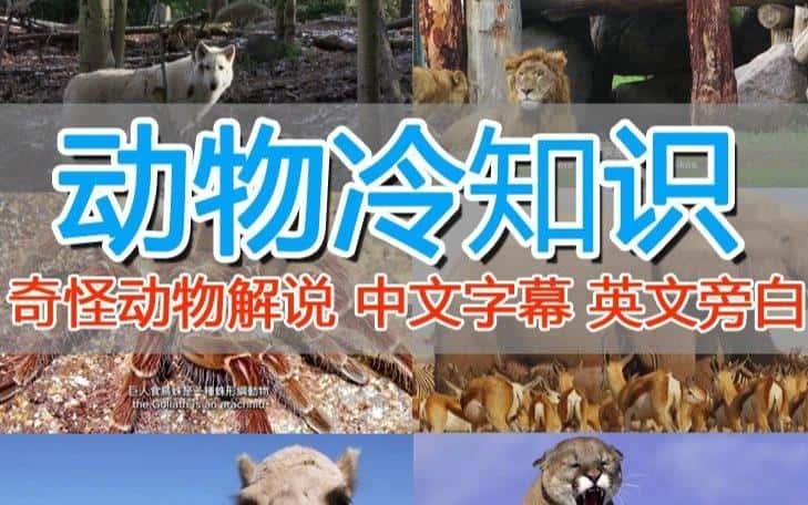 外面卖1699的国外纪录片解说（动物解说、美食、动画片）稳过中视频-副业吧